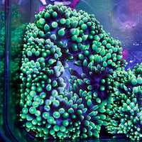 Anemones