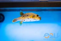 Non Reef Safe