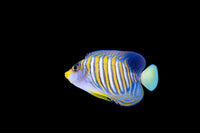 Angelfish