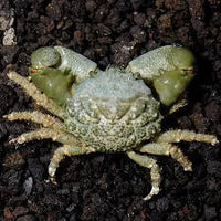 Crabs