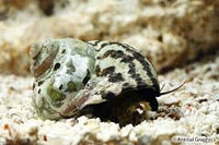 Snails