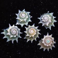 All Inverts