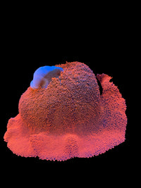 Soft Coral
