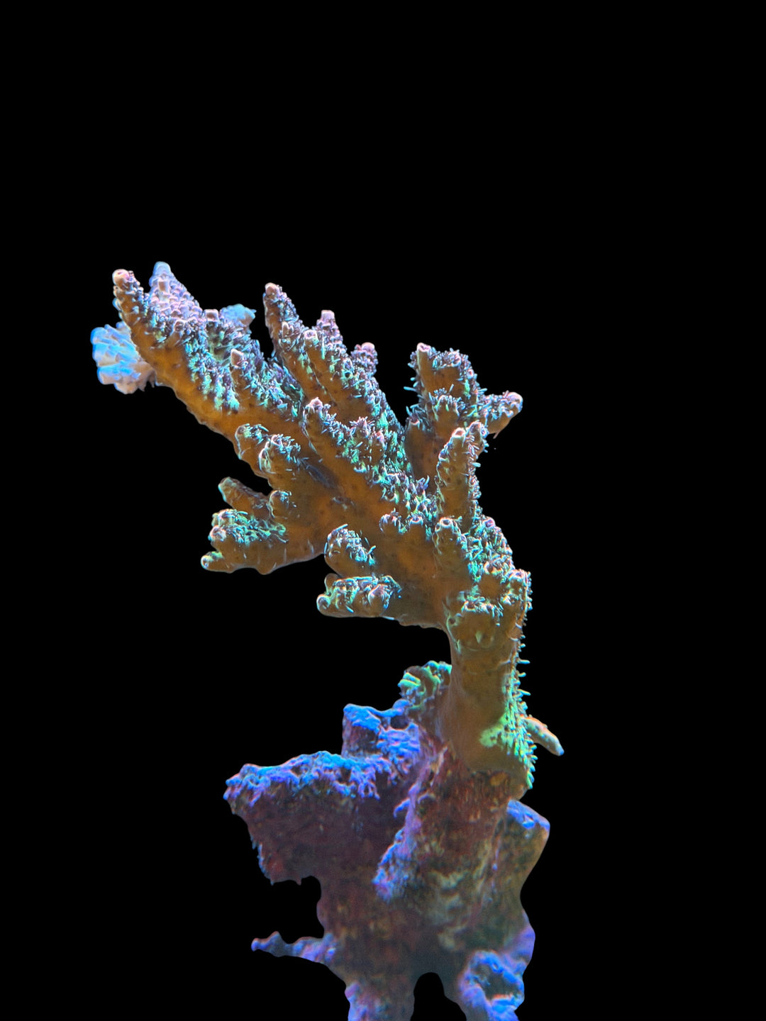 SPS Coral