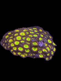 Zoanthids