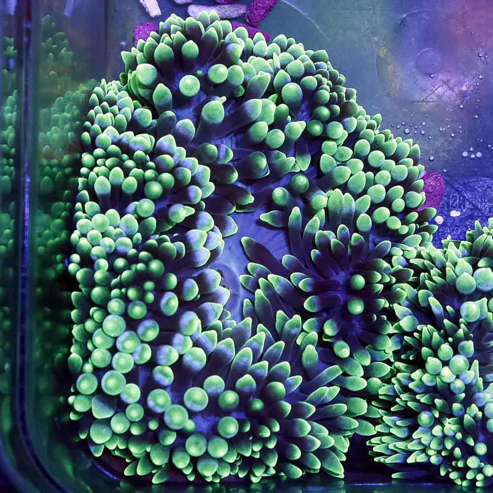 Anemones at Ocean To You Aquariums