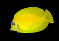Reef Safe Fish