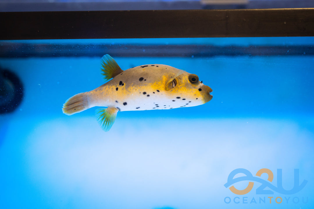 Non reef safe saltwater fish at Ocean To You Aquariums