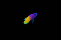Beginner Fish