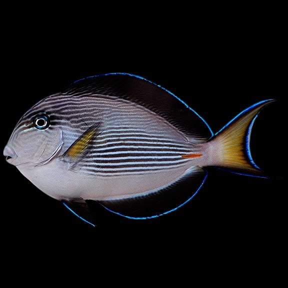 Tangs