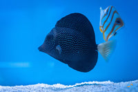 Tangs