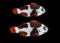 Clownfish