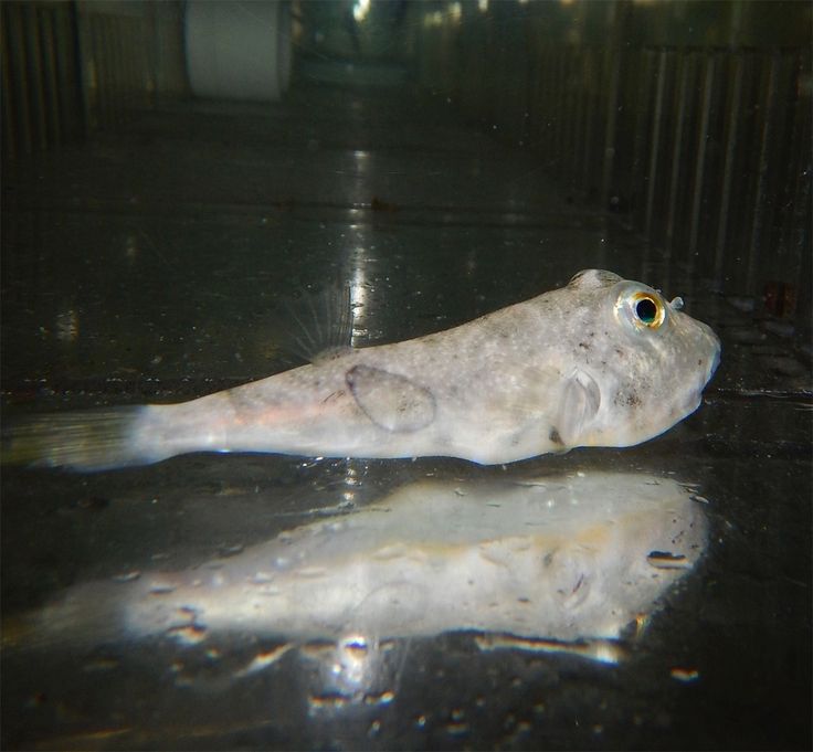 Burrowing Puffer