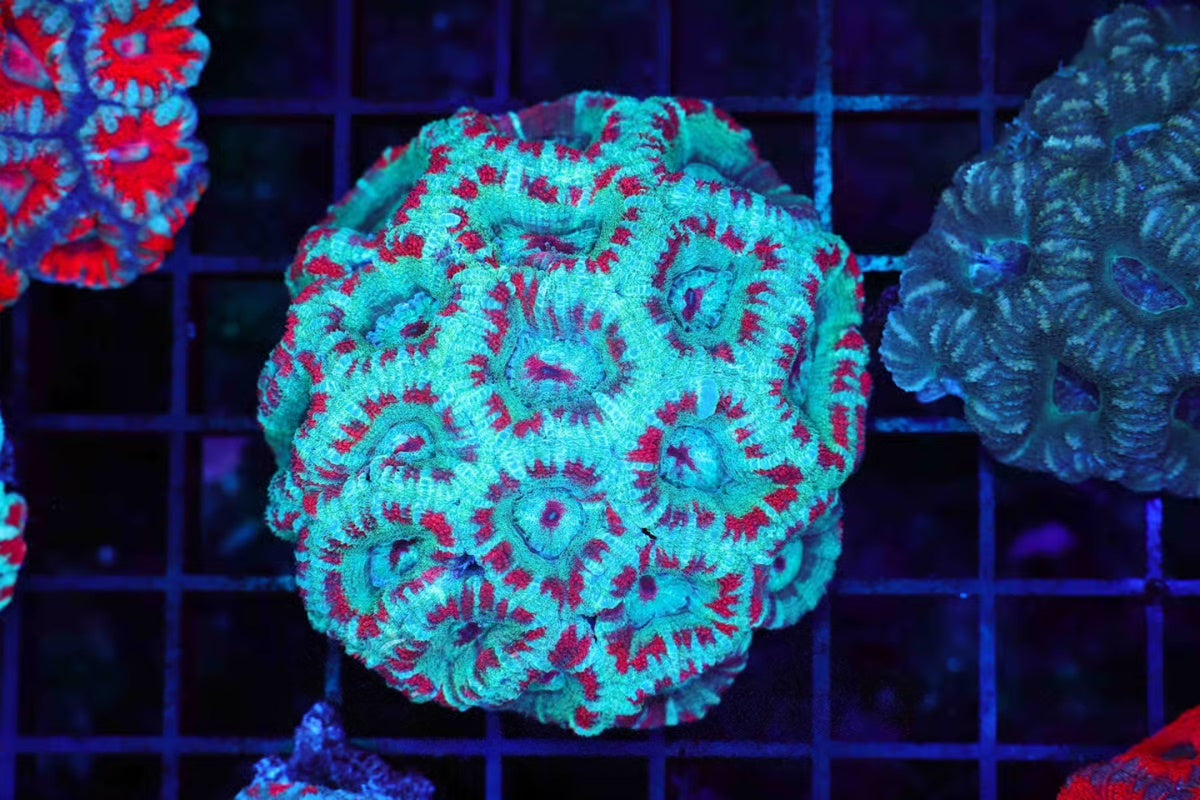 West Aussie ACAN 0028