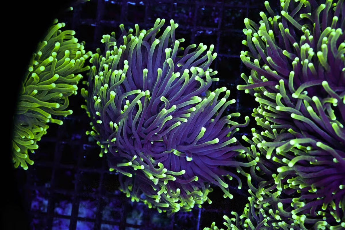 Green Tip Torch