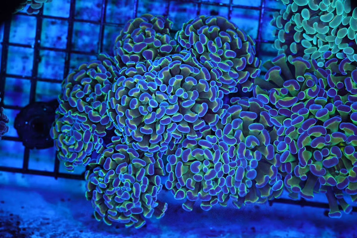6-Head Hammer 0298