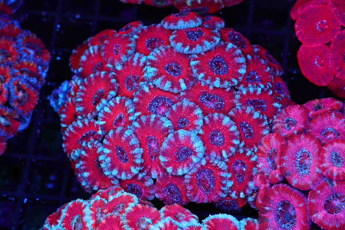 ACAN 0103