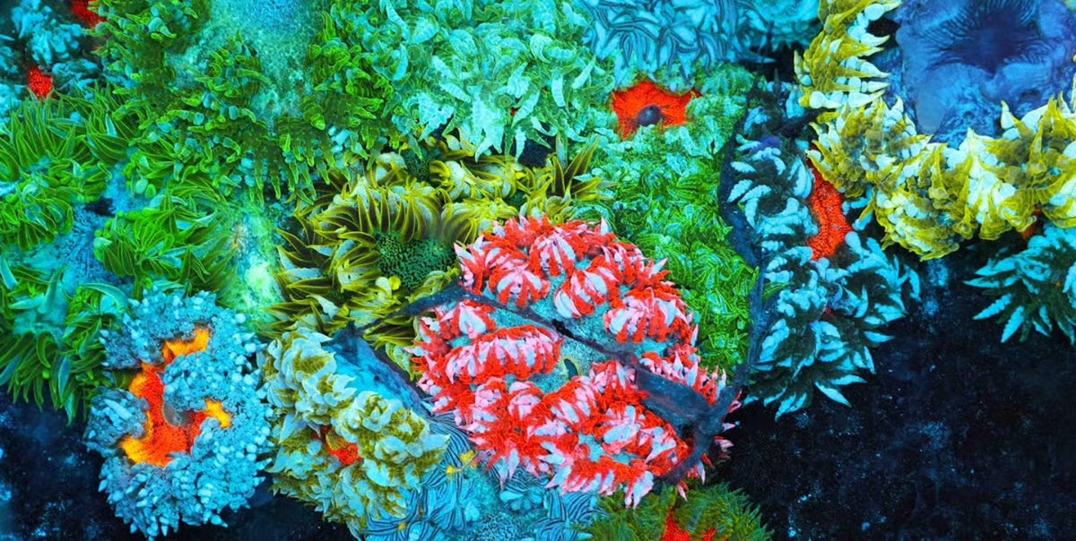 Rock Flower Anemone