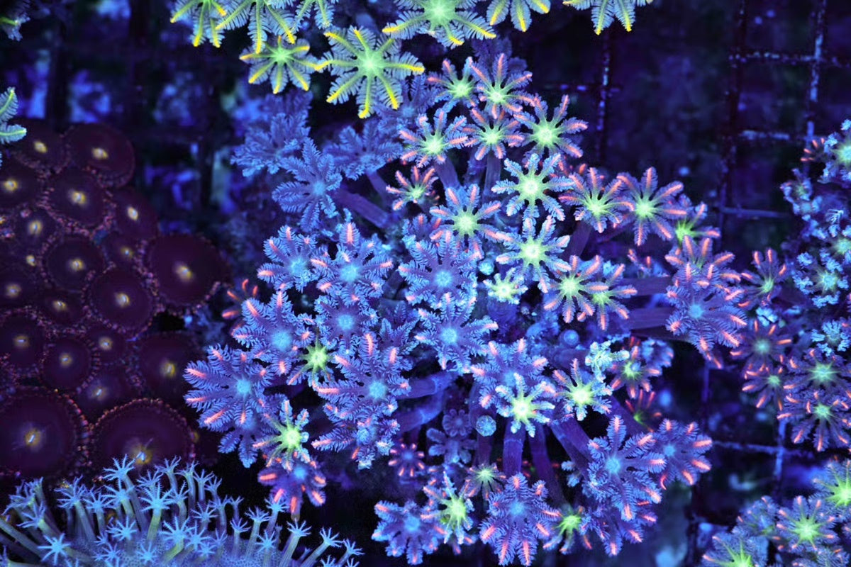 Clove 0019