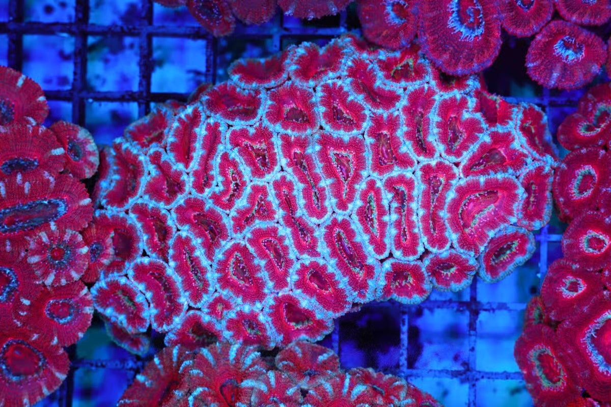 ACAN 0328