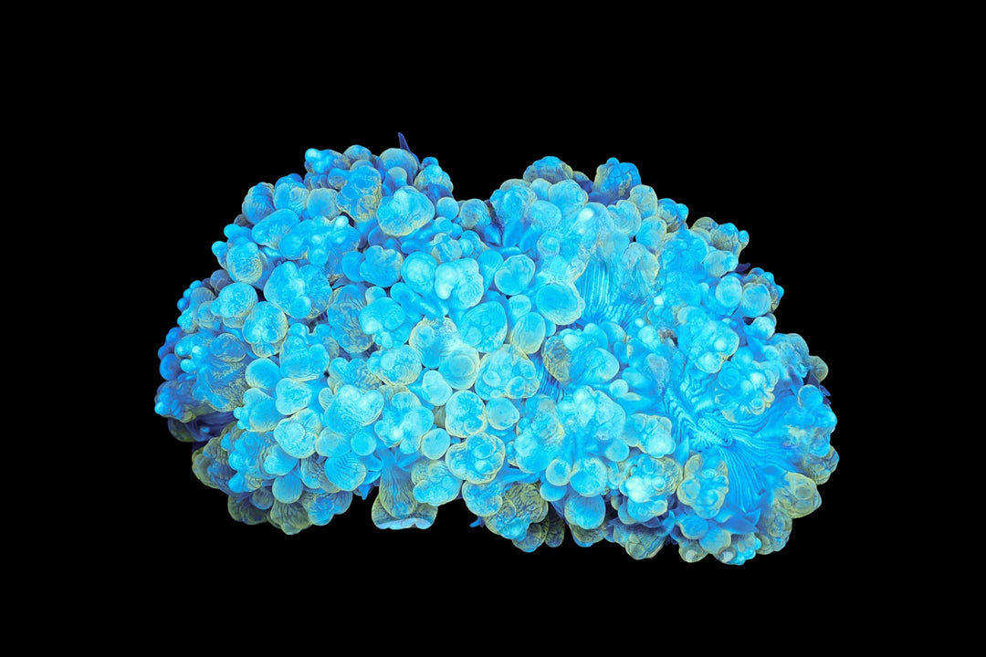 Bubble Coral 29 - WYSIWYG