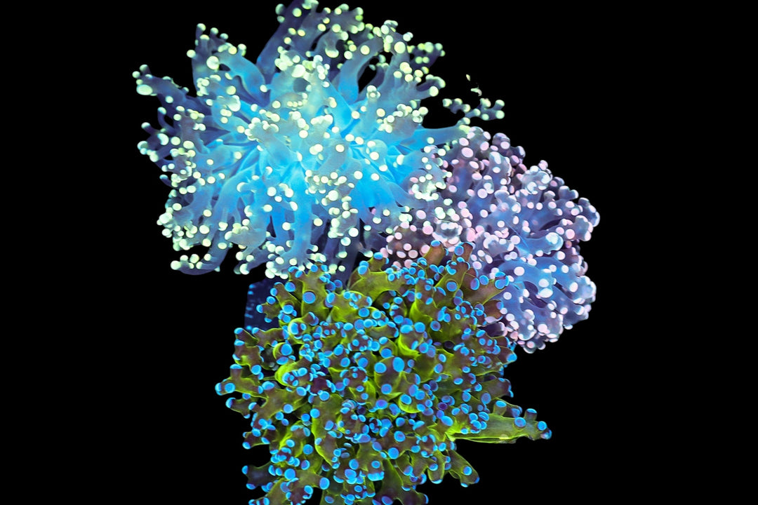 Frogspawn 424 - WYSIWYG
