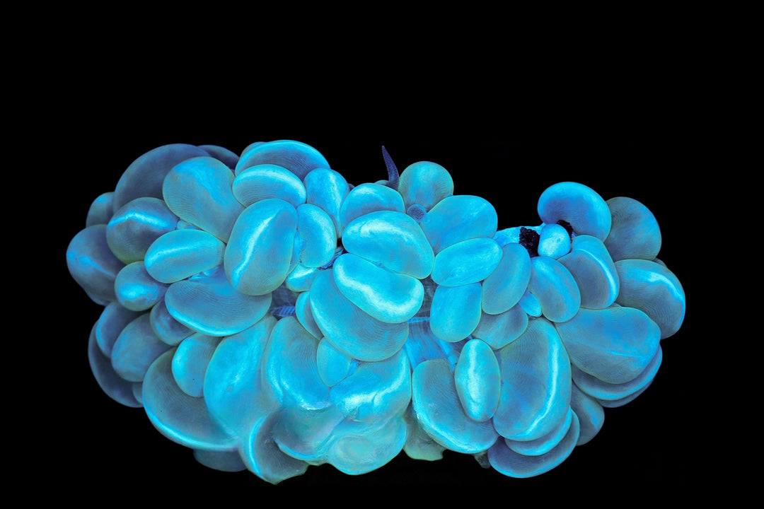 Bubble Coral 11 - WYSIWYG