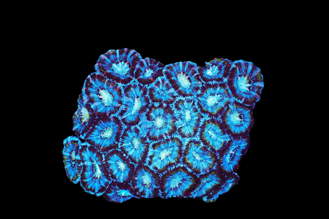 ACAN 64 - WYSIWYG