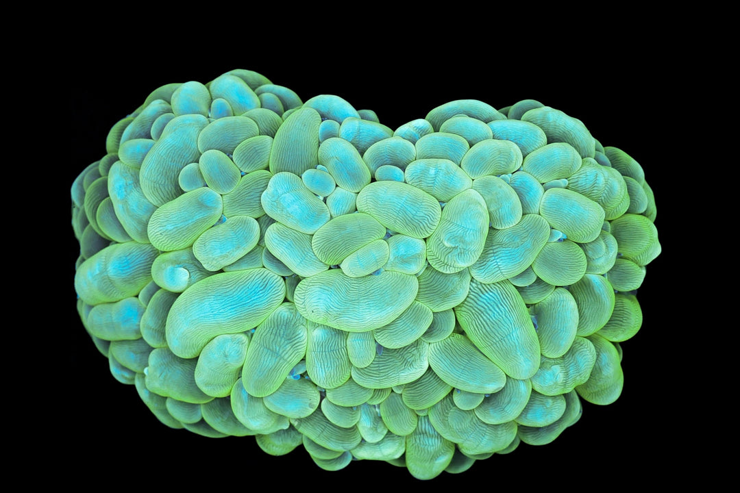 Bubble Coral 37 - WYSIWYG