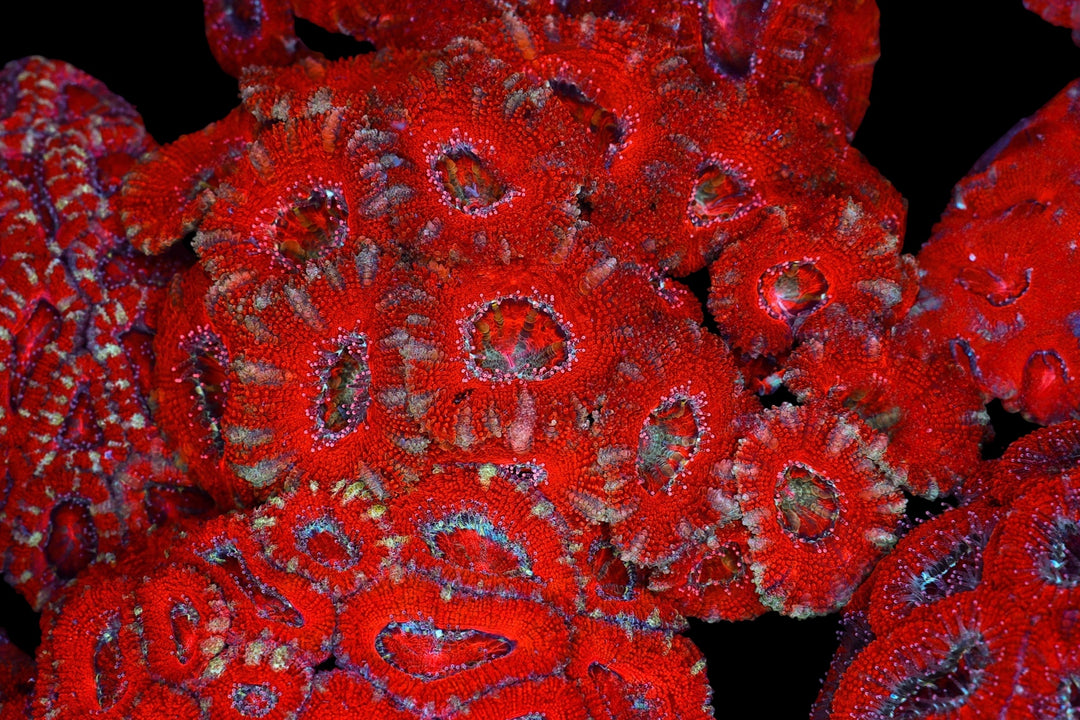 ACAN 115 - WYSIWYG