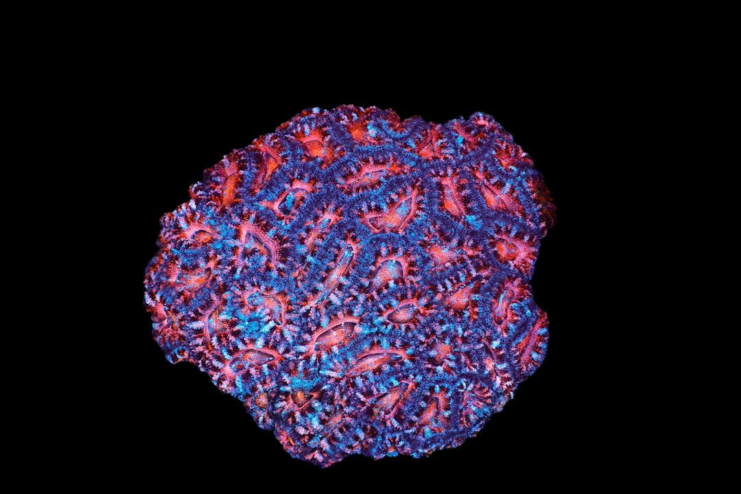 ACAN 71 - WYSIWYG