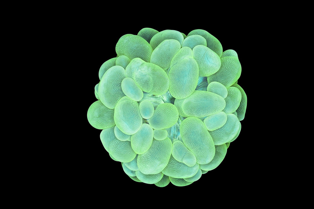 Bubble Coral 9 - WYSIWYG