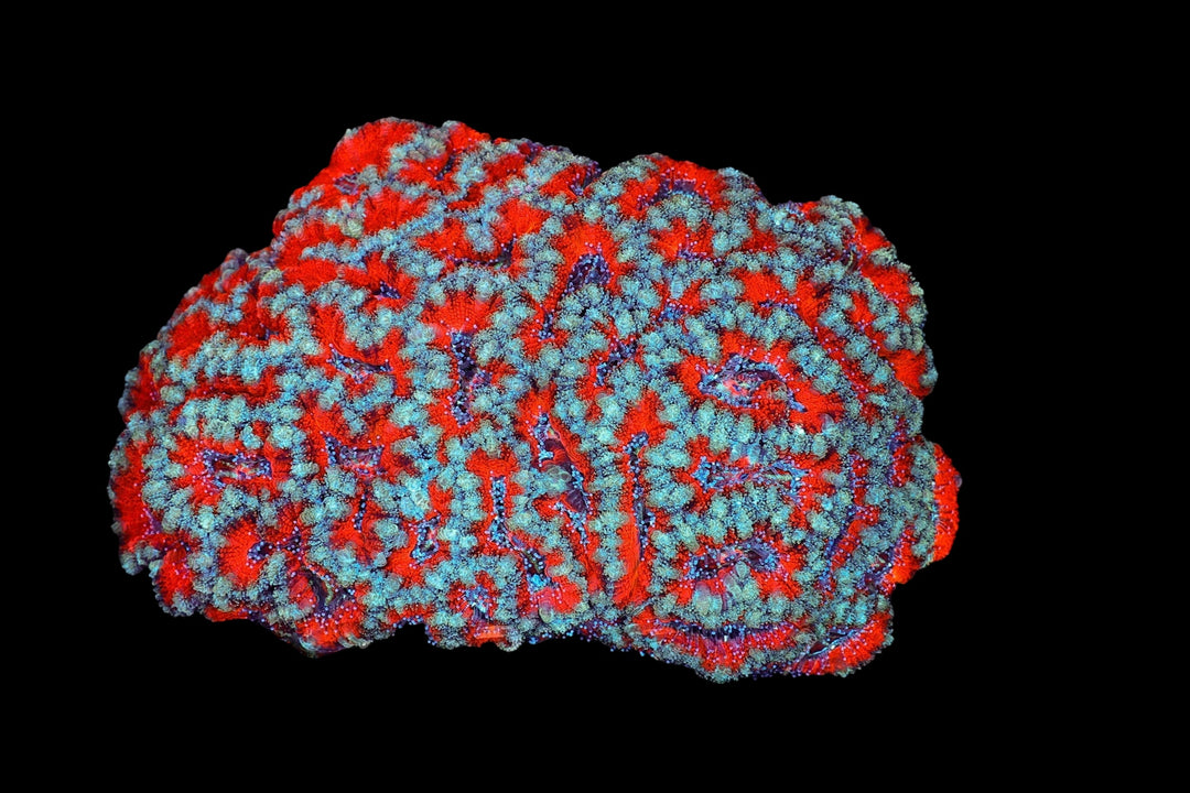 ACAN 27 - WYSIWYG