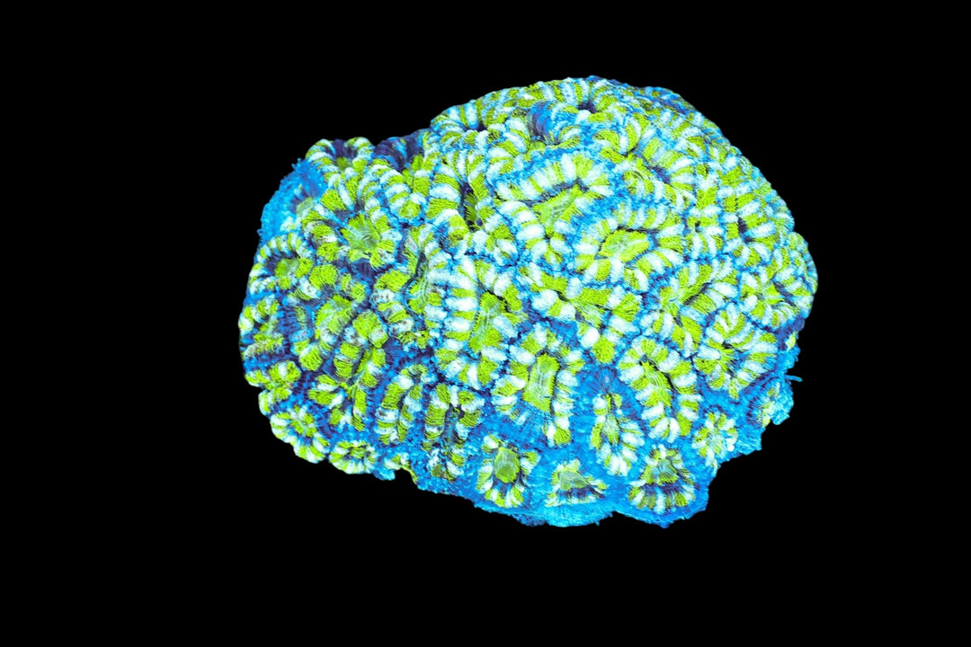 ACAN 178 - WYSIWYG