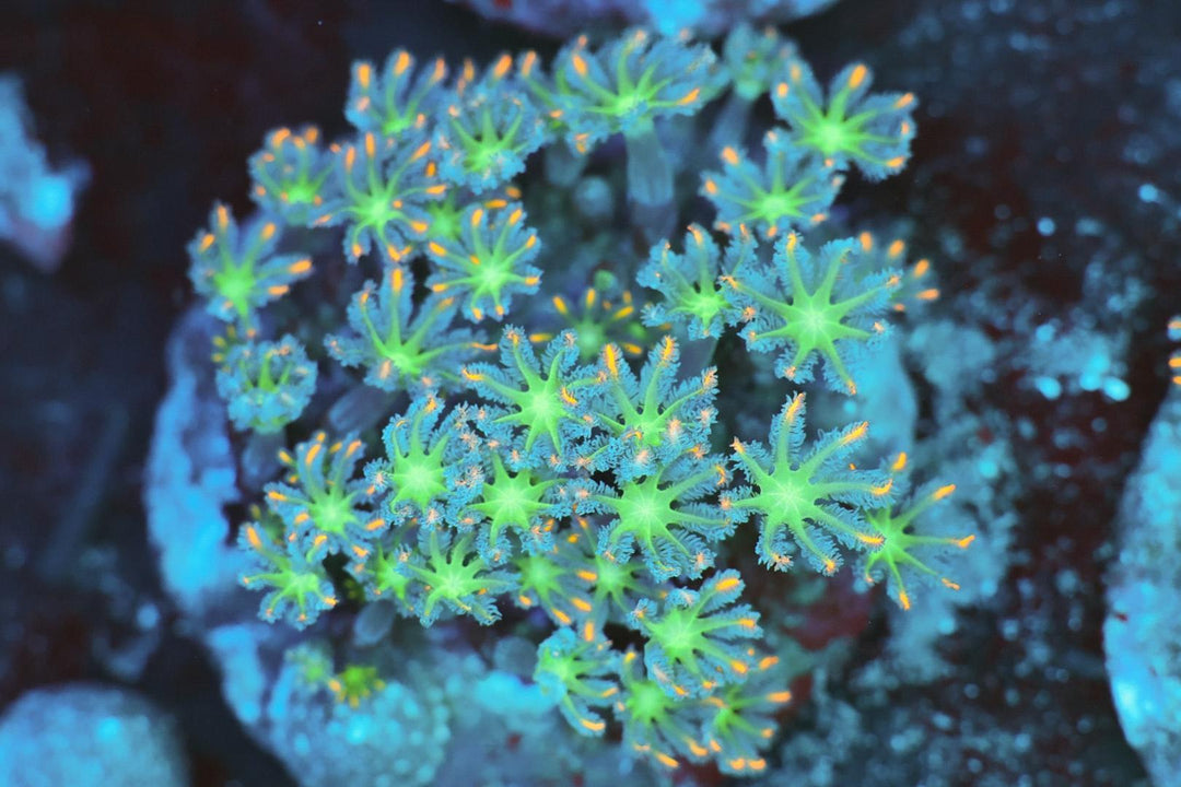 Clove Polyp - WYSIWYG 