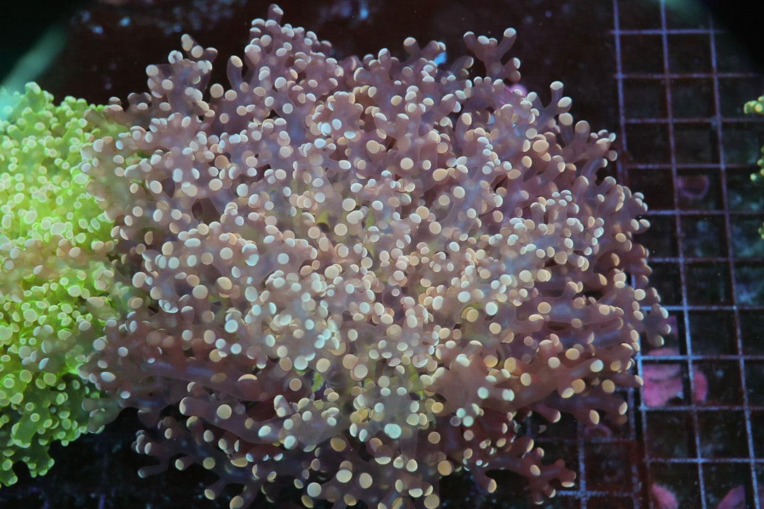 Frogspawn - WYSIWYG 