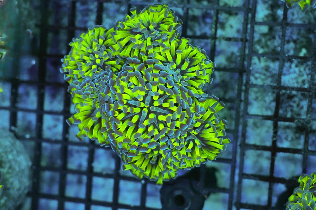Green Branching Hammer - WYSIWYG 