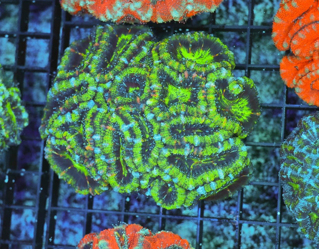 Acan - WYSIWYG 