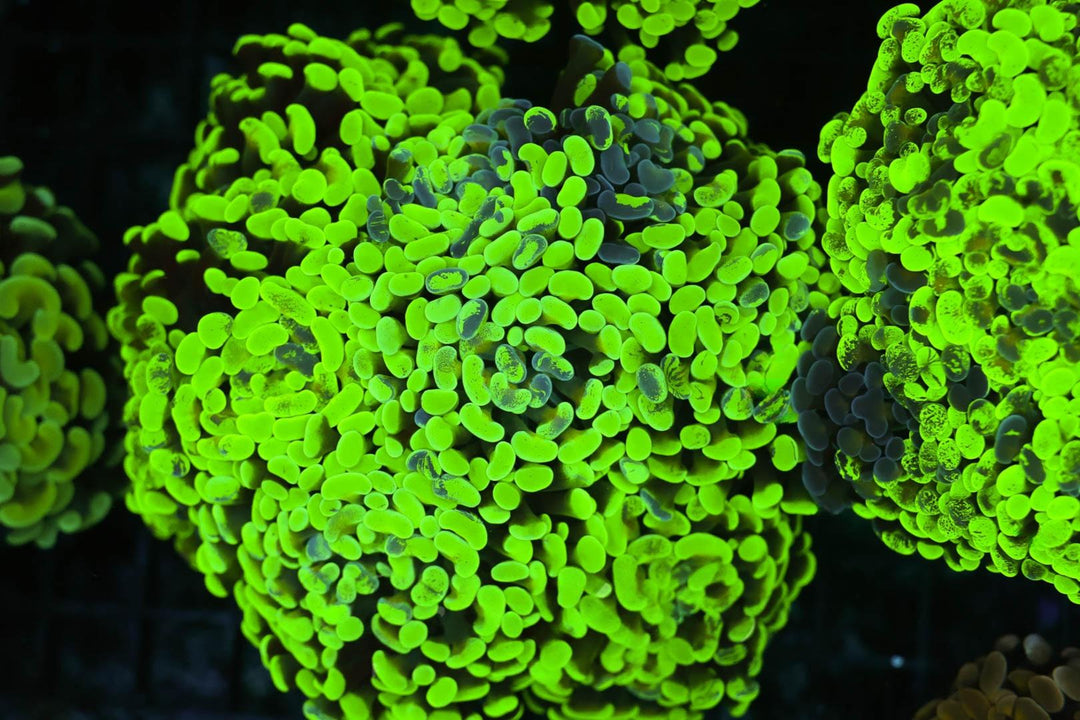 Green Wall Hammer - WYSIWYG 