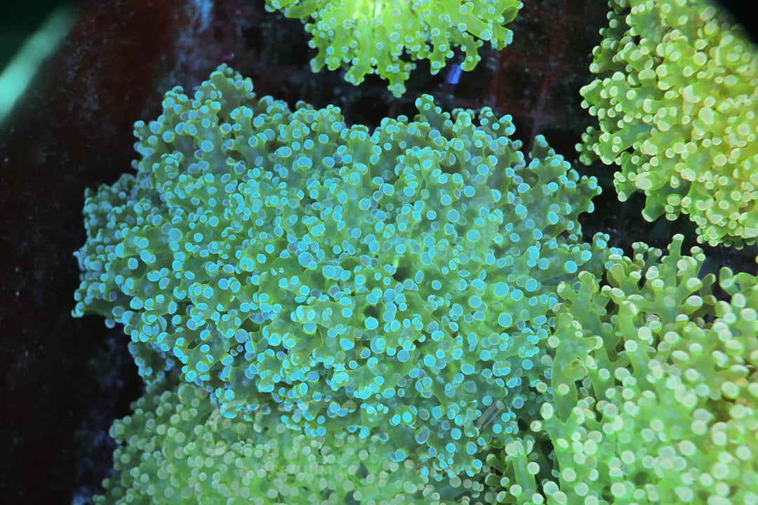 Frogspawn - WYSIWYG 