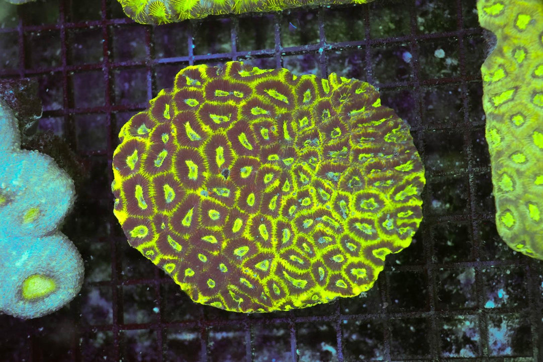 Encrusting Coral - WYSIWYG 