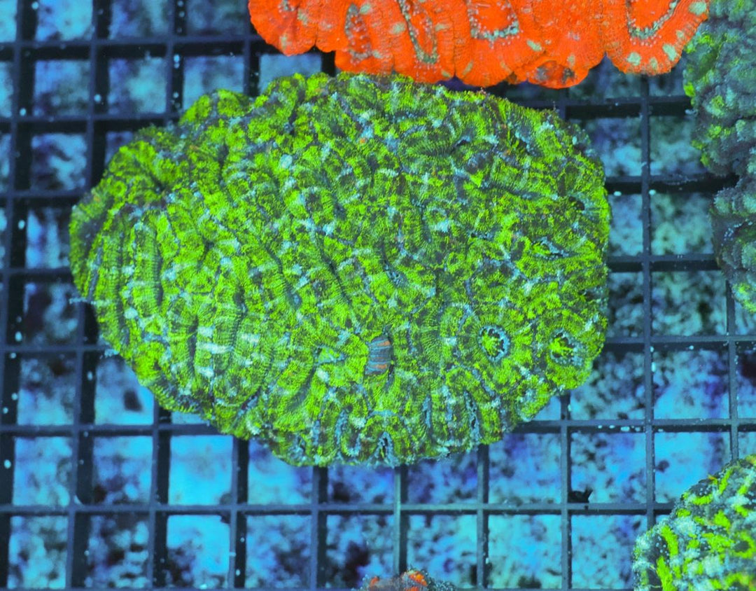 Lime Green Acan - WYSIWYG 