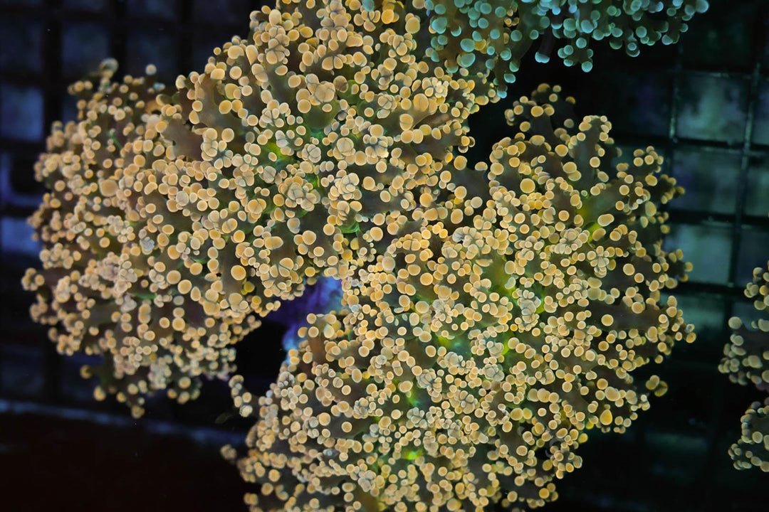Gold Frogspawn - WYSIWYG 