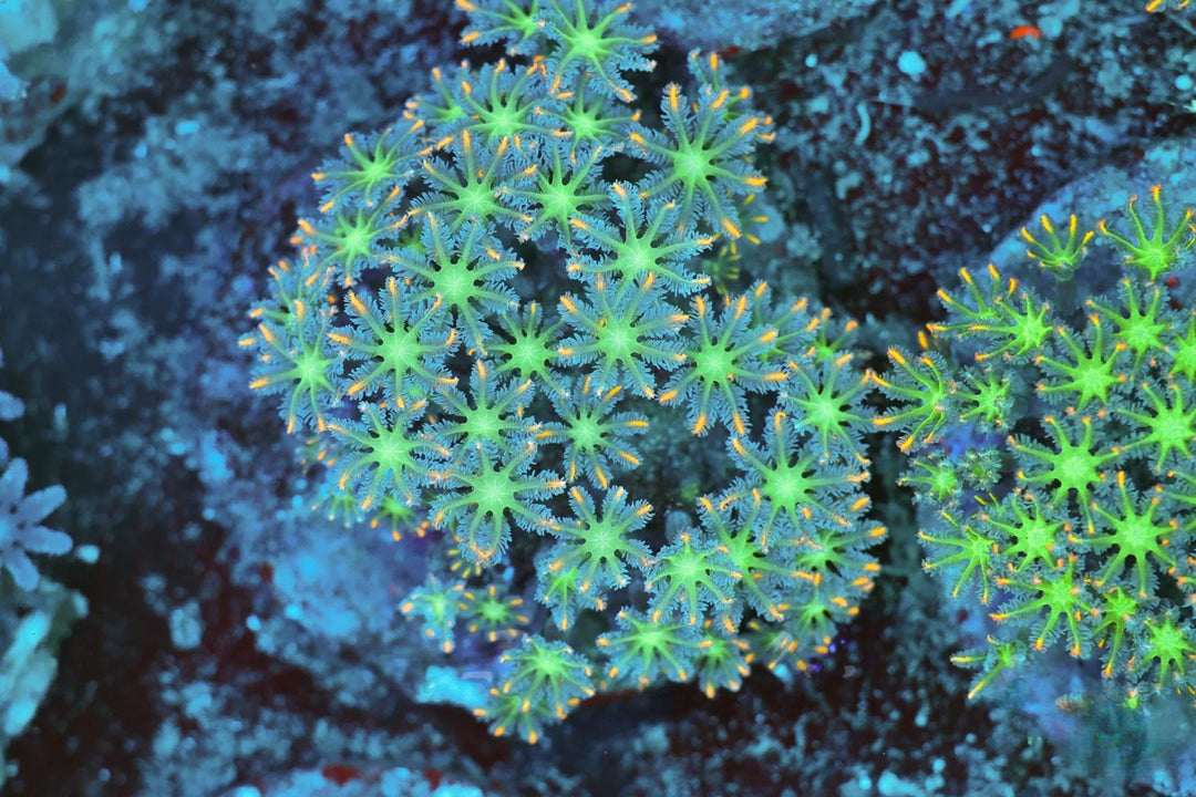 Clove Polyp - WYSIWYG 
