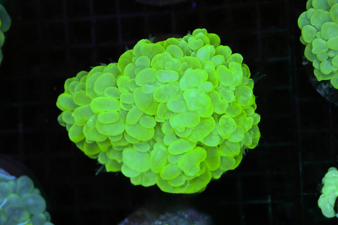 Bubble Coral - WYSIWYG 