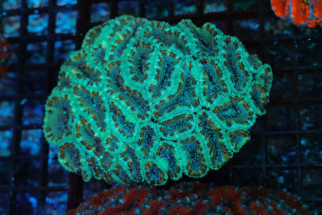 Teal &amp; Gold Acan - WYSIWYG 