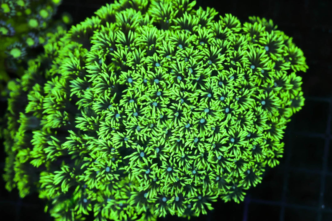 Goniopora - WYSIWYG 