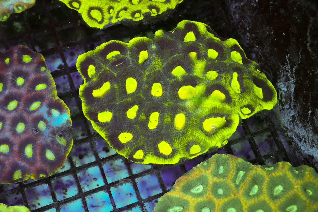 Encrusting Coral - WYSIWYG 