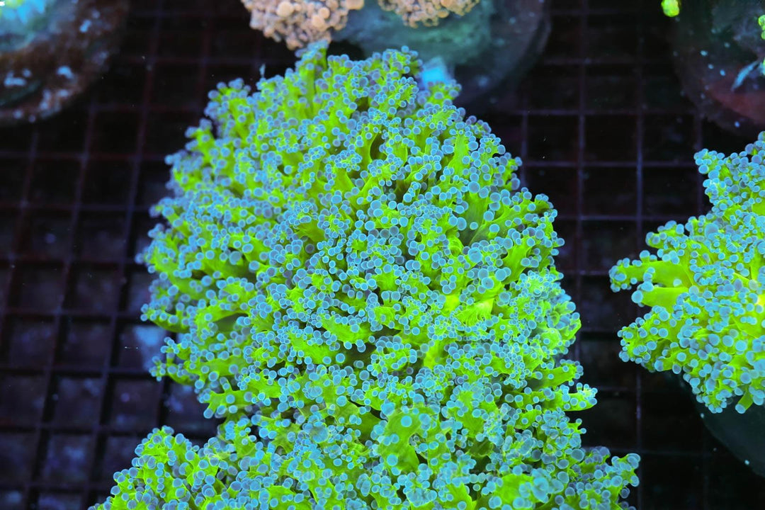 Neon Green Frogspawn - WYSIWYG 
