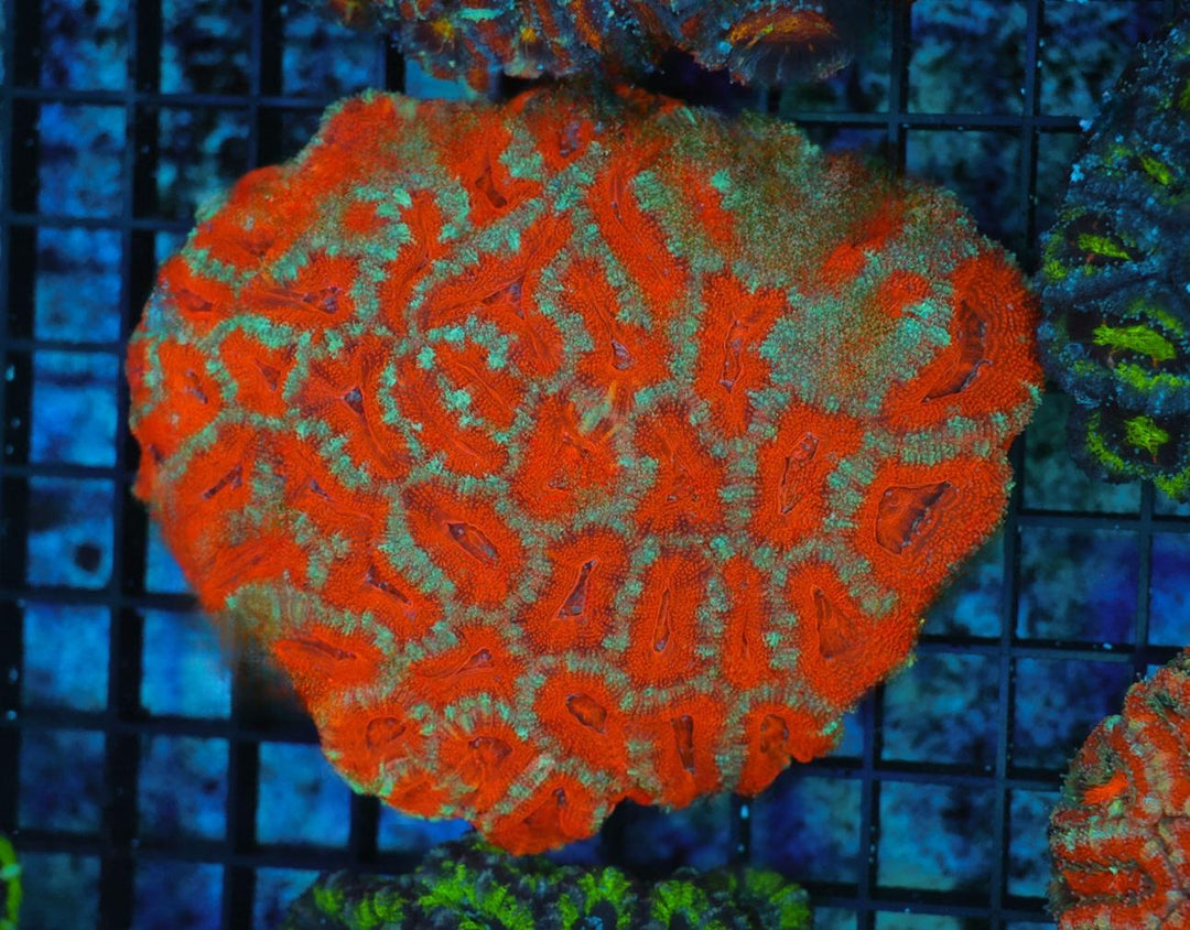 Red Teal-Rim Acan - WYSIWYG 